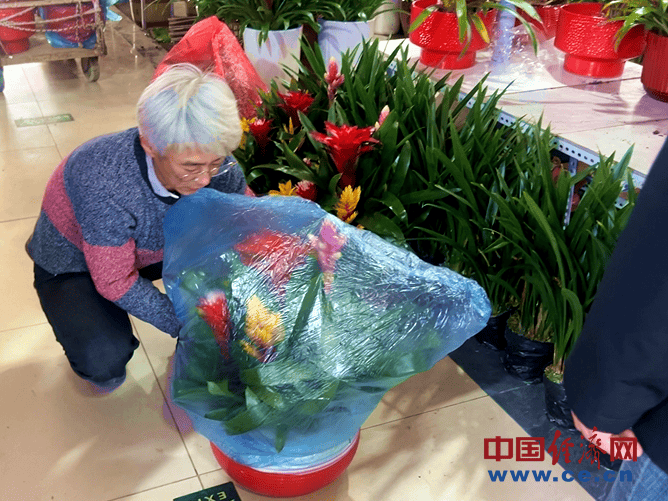 【新春走基层】花卉市场年味浓 年宵花经济火出圈
