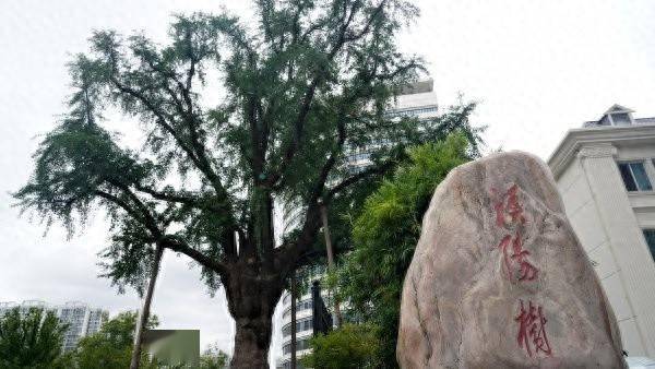 装上“淋浴”每天“冲凉”,540余岁“汉阳树”被悉心照料