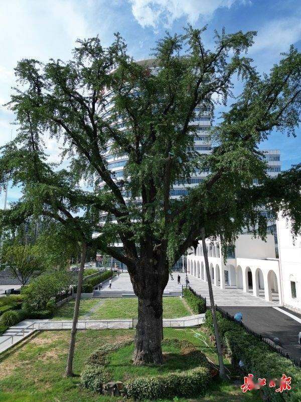 装上“淋浴”每天“冲凉”,540余岁“汉阳树”被悉心照料