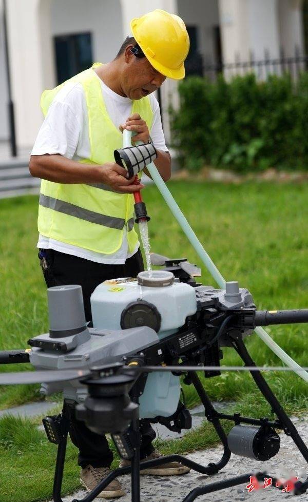 装上“淋浴”每天“冲凉”,540余岁“汉阳树”被悉心照料