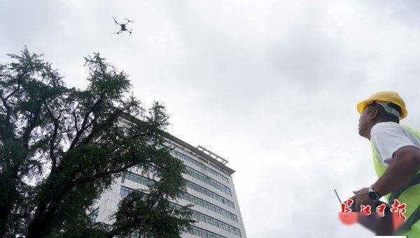 装上“淋浴”每天“冲凉”,540余岁“汉阳树”被悉心照料