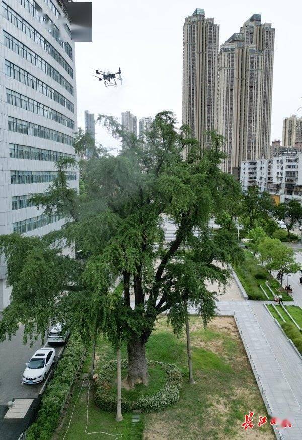 装上“淋浴”每天“冲凉”,540余岁“汉阳树”被悉心照料