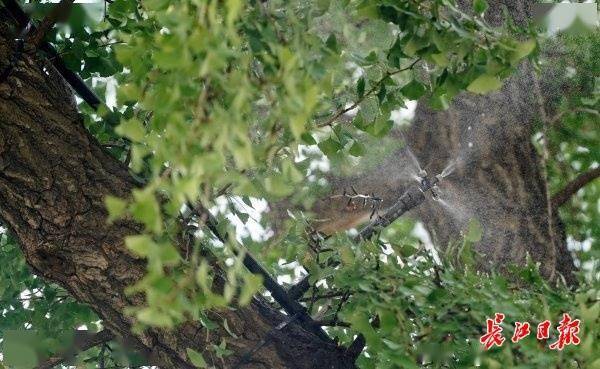 装上“淋浴”每天“冲凉”,540余岁“汉阳树”被悉心照料