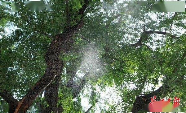 装上“淋浴”每天“冲凉”,540余岁“汉阳树”被悉心照料