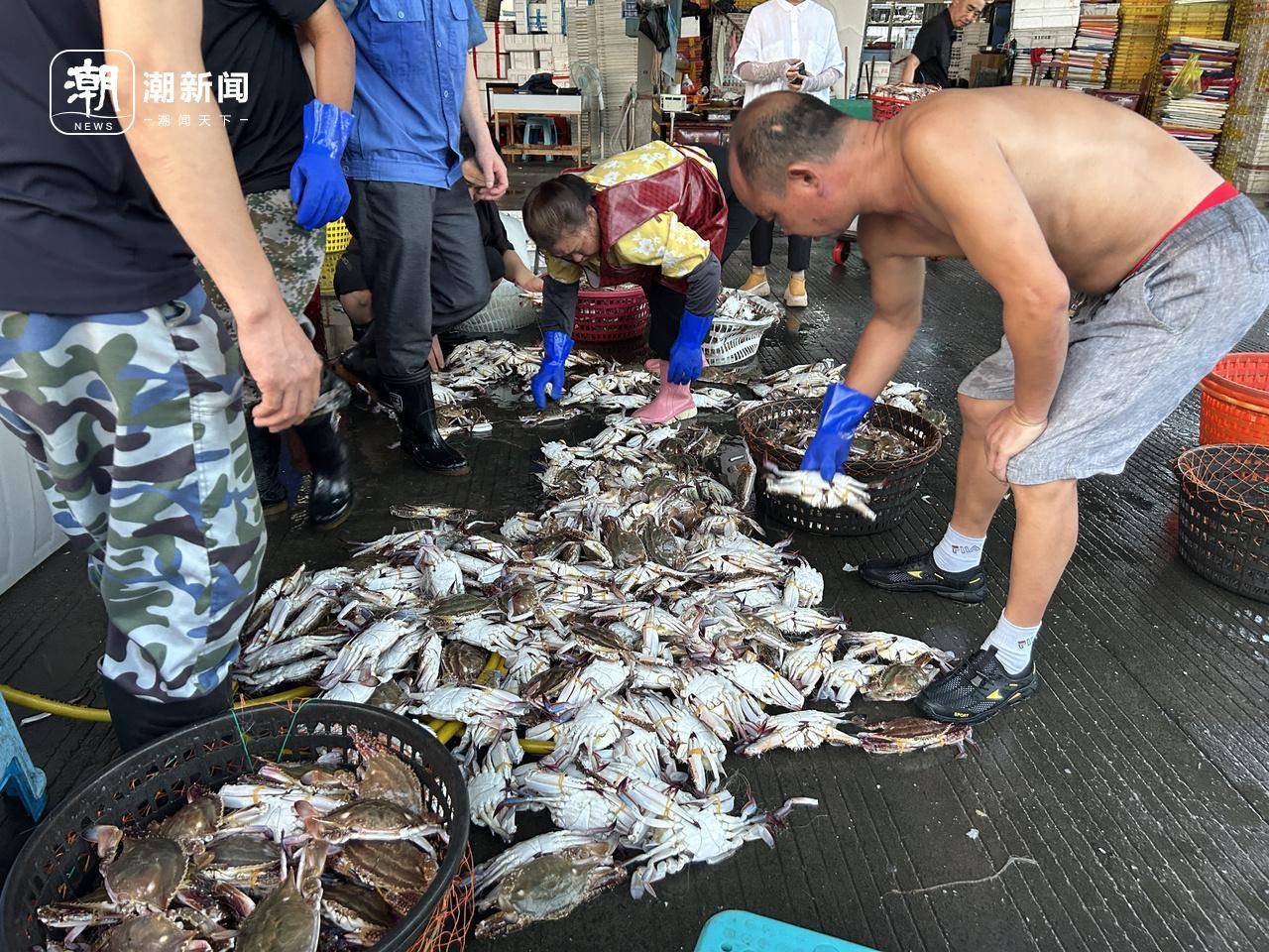 起猛了!东海梭子蟹2元/斤,杭州市场到货量惊人