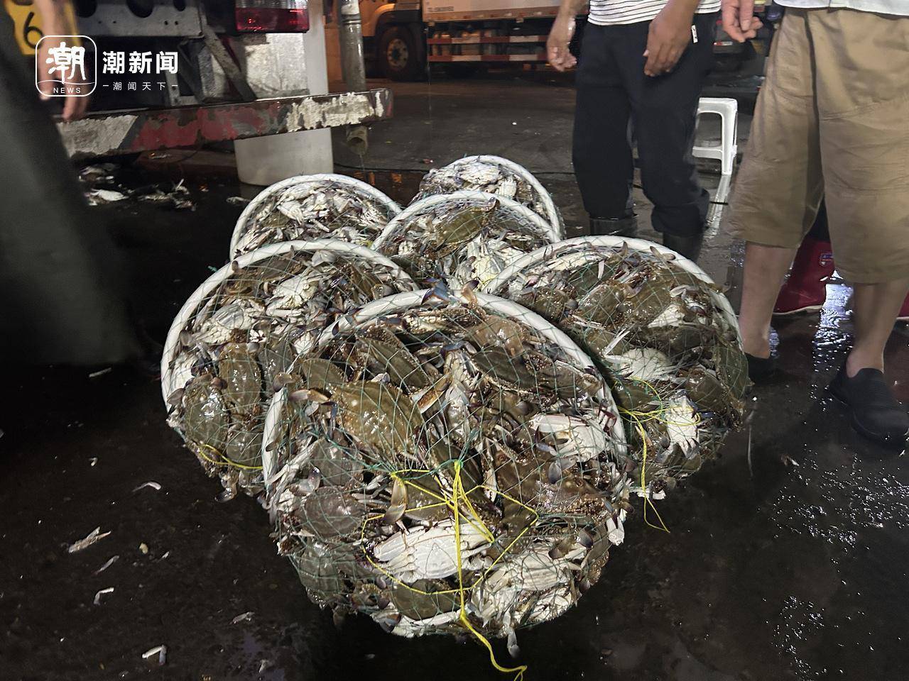 起猛了!东海梭子蟹2元/斤,杭州市场到货量惊人