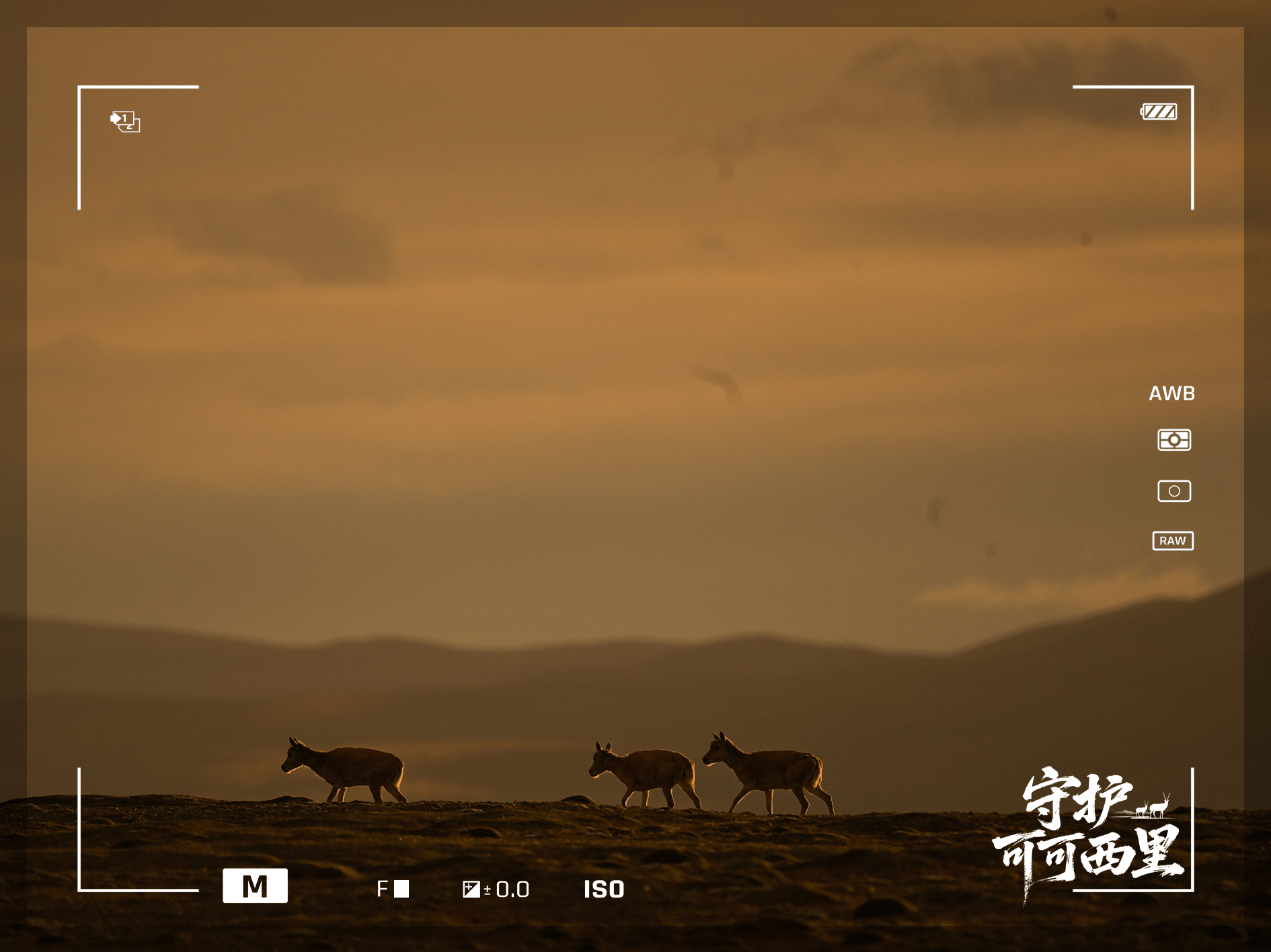 守护可可西里丨藏羚羊产仔，原来还有这么多秘密！