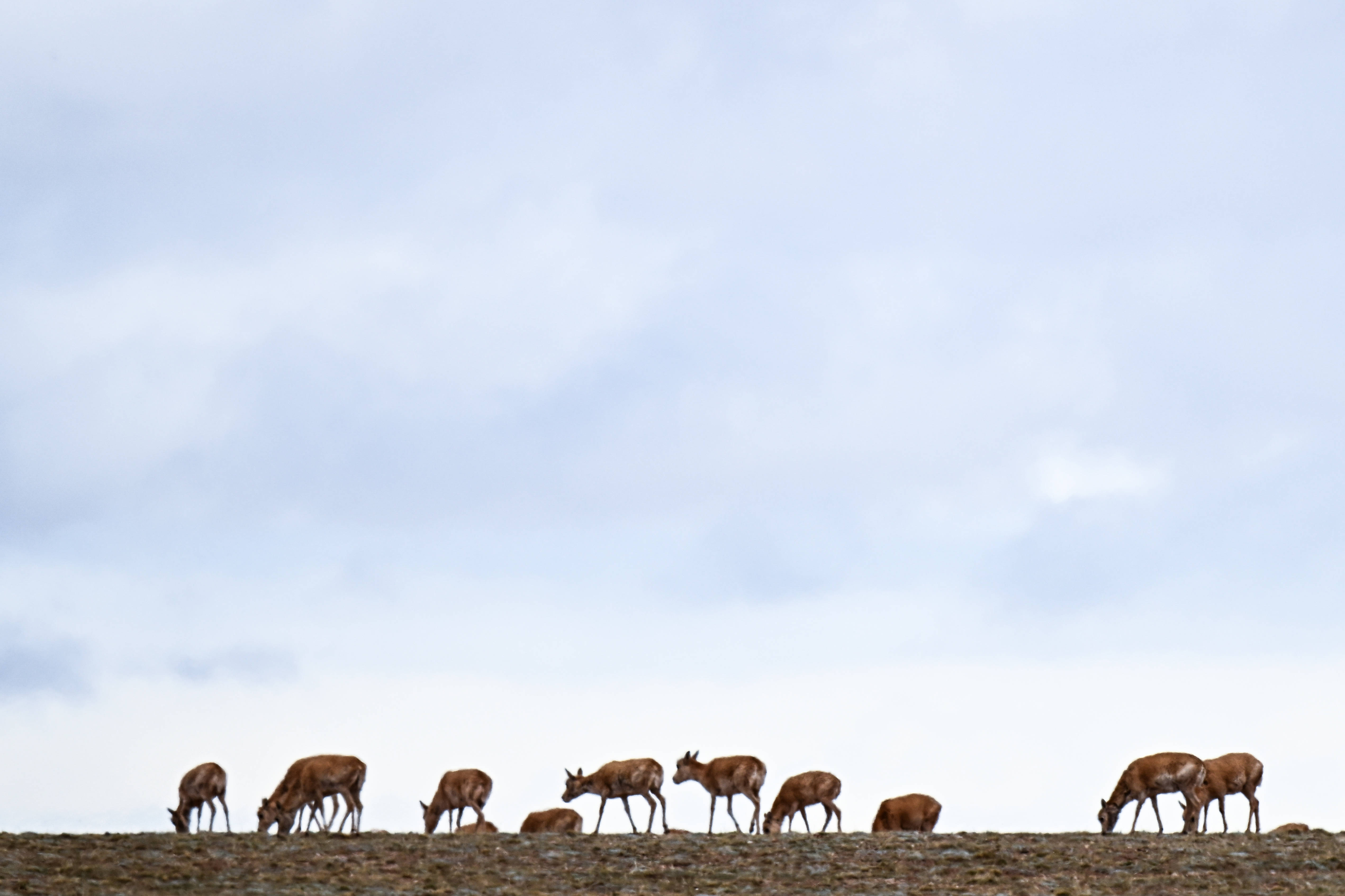 守护可可西里丨藏羚羊产仔，原来还有这么多秘密！