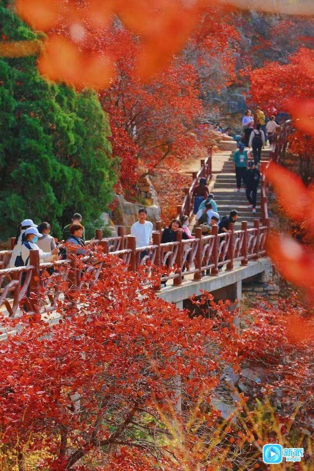 霜降时节,来潍坊临朐石门坊赴一场红叶之约!